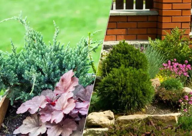 Co posadzić obok migdałka, aby stworzyć piękną kompozycję?