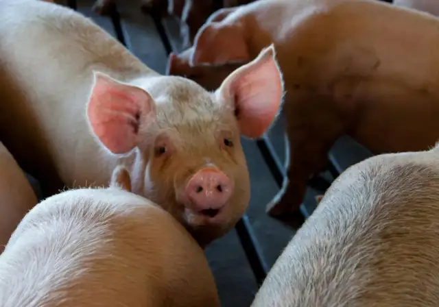 Zbliżenie na różową świnię z wielkimi uszami, w tle inne zwierzęta. Widać, że to krycie świni.