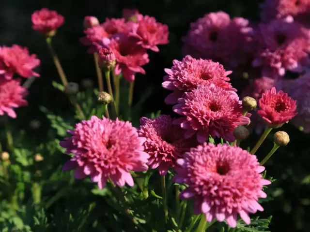 Jak uprawiać chryzantemy: skuteczne metody pielęgnacji i sadzenia