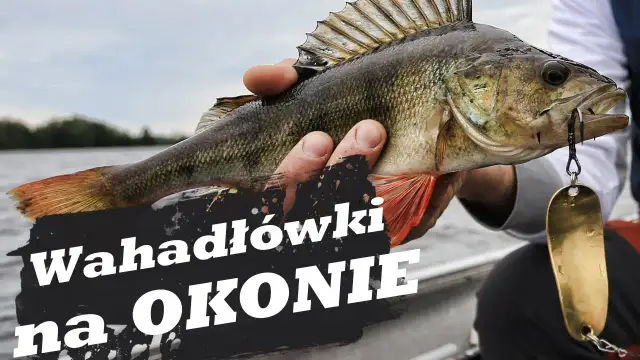 Kiedy sezon na okonia? Poznaj najlepsze miesiące i techniki łowienia