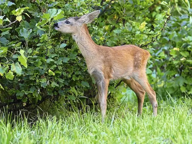 Co je sarna w lesie? Dieta i wskazówki survivalowe