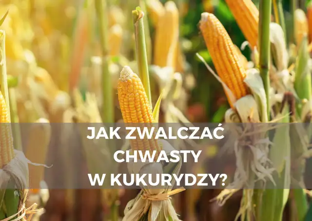 Jak skutecznie zwalczyć chwastnicę jednostronną w uprawach kukurydzy