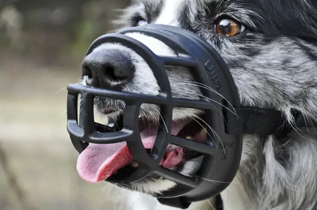 Jaki kaganiec dla psa: jak uniknąć błędów przy wyborze kagańca