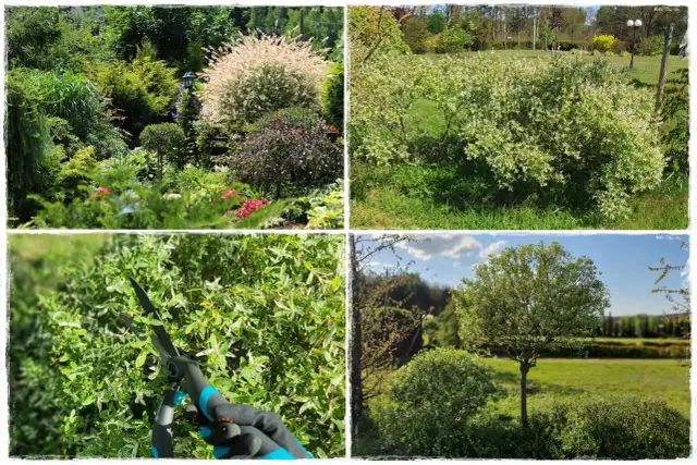 Jak przycinać wierzbę? Poradnik krok po kroku dla każdego