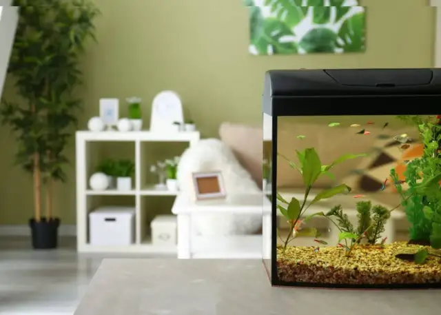 Jak często karmić rybki? Złota zasada i praktyczne porady.