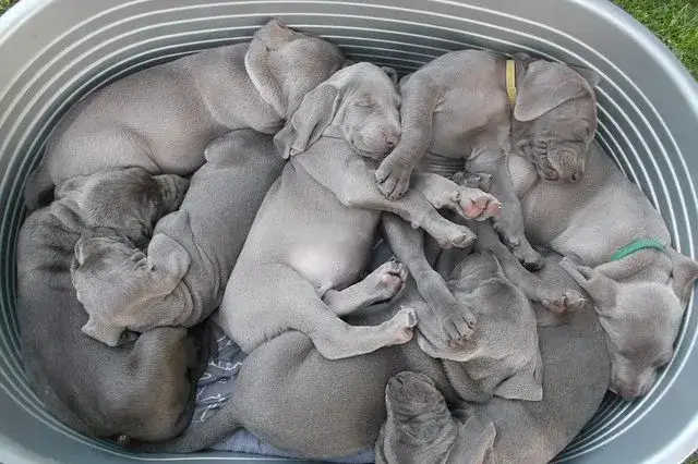 Hodowla psów: ile zarobisz? Koszty, zyski i ryzyka