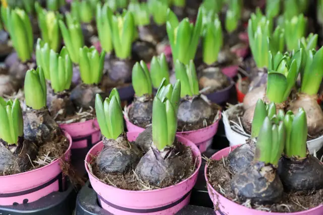 Kiedy sadzimy hiacynty w ogrodzie, aby uniknąć błędów i cieszyć się kwitnieniem