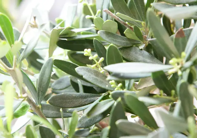 Oliwki które rosną na polskich drzewach - jak je uprawiać w Polsce?