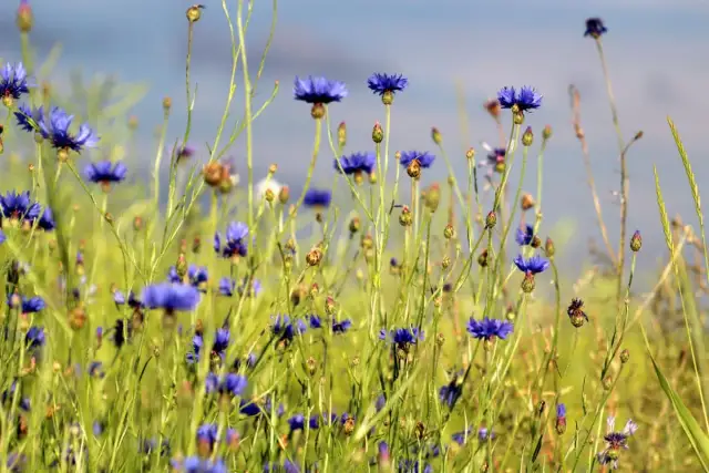 Purpurowy chwast w zbożu? Identyfikacja i skuteczne zwalczanie
