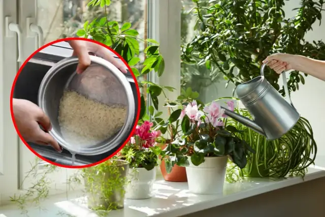 Woda z ryżu do jakich kwiatów? Oto rośliny, które zyskają na tym