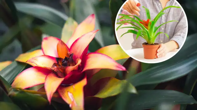 Jak często podlewać kwiat bromelia, aby uniknąć problemów z wilgocią?