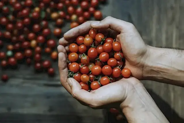 Ile kcal ma pomidor koktajlowy? Zaskakujące fakty o kaloriach