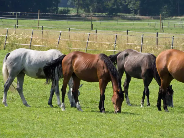 Hodowla koni: Koszty, zyski i realna opłacalność w Polsce