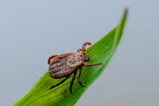 Kleszcz na zielonym źdźble trawy. Czy wysoka temperatura zabija kleszcze? Sprawdźmy, jaka temperatura zabija kleszcze i czy to skuteczna metoda.