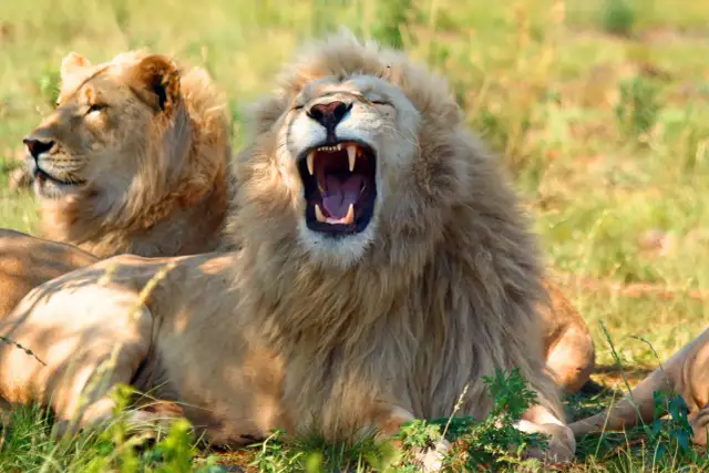 RPA kiedy jechać, aby uniknąć tłumów i cieszyć się safari