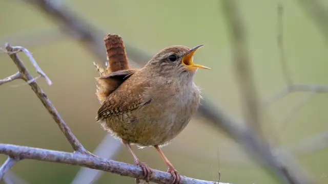 Dlaczego ptaki śpiewają o świcie? Odkryj sekrety poranka