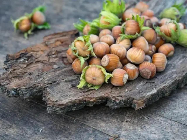 Kiedy jest sezon na orzechy laskowe i jak nie przegapić zbiorów