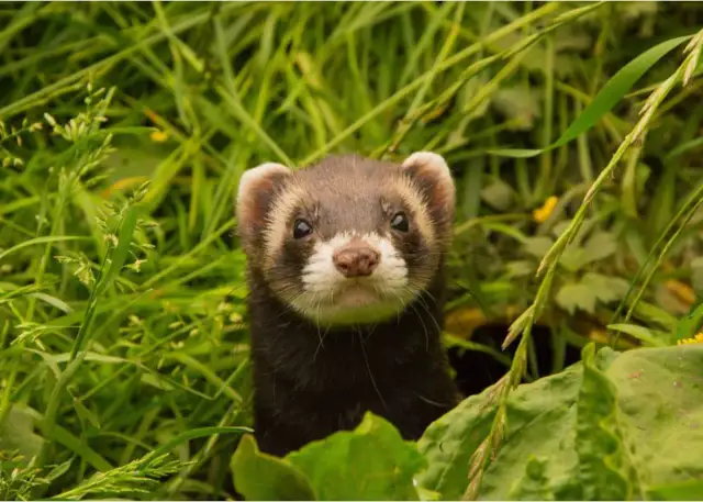 Urocza fretka wychyla się z trawy. Zastanawiasz się, jak długo fretka ile żyje? Zazwyczaj 7-10 lat.