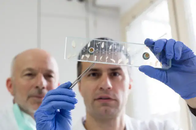 Badanie mięsa na włośnicę: Bezpłatne? Jak oddać próbkę krok po kroku