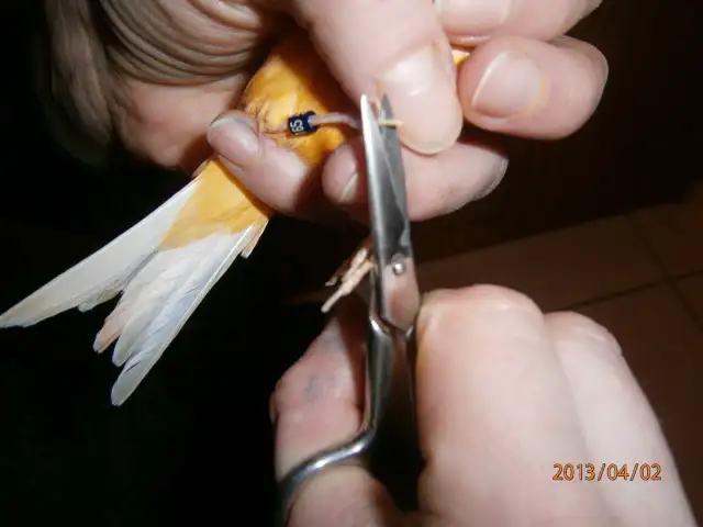 Kanarek: Obcinanie pazurów w domu? Zrób to bezpiecznie i bez błędów!