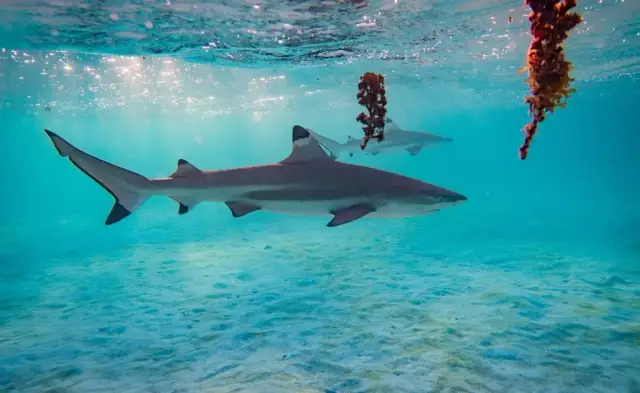 Czy w Morzu Jońskim są rekiny? Rzadkie spotkania i bezpieczeństwo