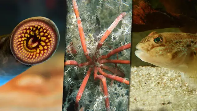 Jakie zwierzęta żyją w Bałtyku? Poznaj unikalną faunę morza!