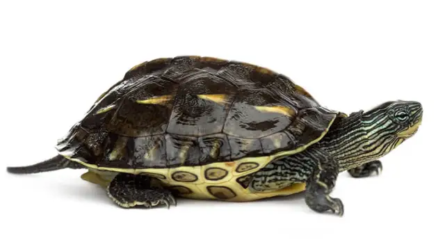 Ile kosztują żółwie domowe? Poznaj ceny i co wpływa na koszt