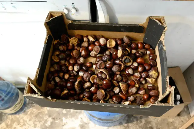 Ile kosztują kasztany na skupie? Ceny w różnych regionach Polski