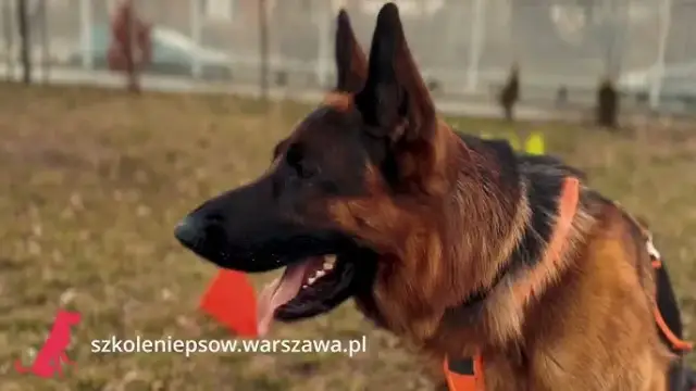 Szkolenie owczarka niemieckiego: Poznaj klucz do posłusznego psa!