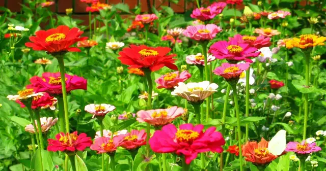 Kwiaty ogrodowe które lubią słońce - idealne rośliny do Twojego ogrodu