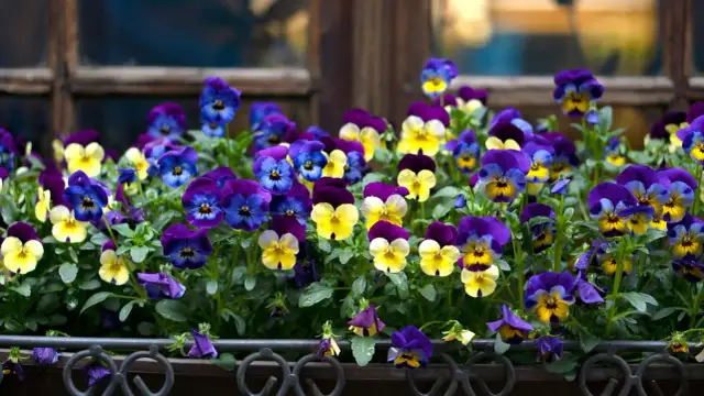 Czy bratki są trujące dla kotów - poznaj prawdę i uniknij zagrożenia