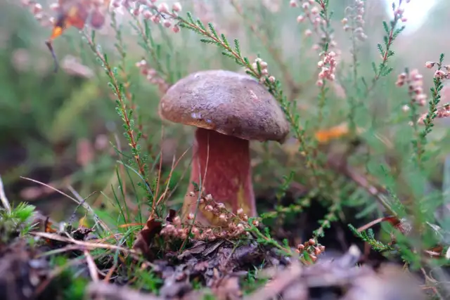 Kiedy sezon na maślaki? Sprawdź, kiedy najlepiej je zbierać