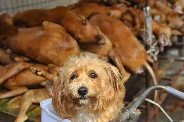 Czy w jakim kraju jedzą psy? Praktyki i kontrowersje na świecie