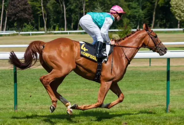 Galop konia: Jak płynnie jeździć i unikać błędów?