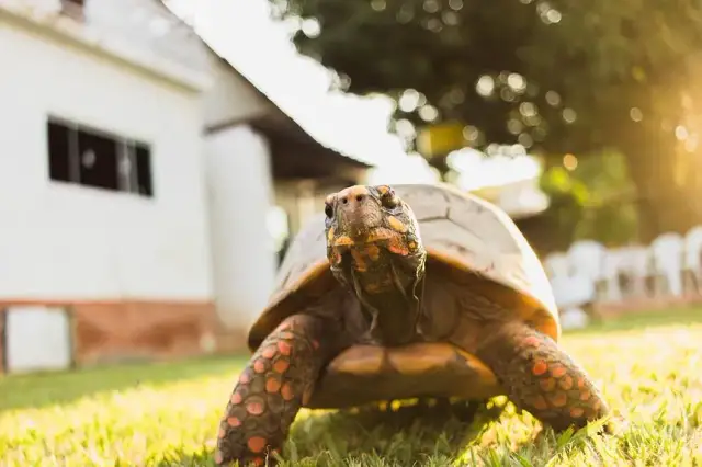 Czemu żółw piszczy? Odkryj przyczyny i jak pomóc swojemu zwierzakowi