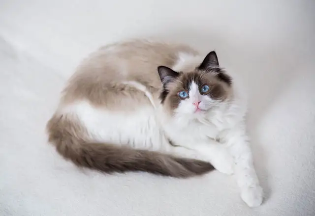 Ragdoll: Sierść bez podszerstka pielęgnacja i sekrety rasy