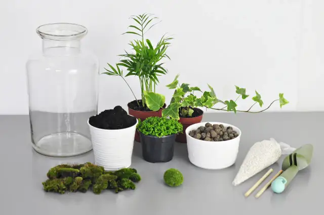 Las w szkle DIY: Stwórz swój miniaturowy ekosystem krok po kroku