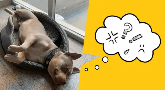 Jak Stella uczyła się mówić: niezwykła metoda komunikacji psa