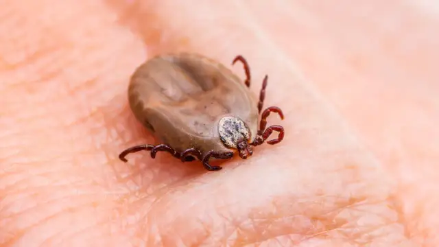 Jak wygląda napity kleszcz? Rozpoznaj i usuń bezpiecznie!