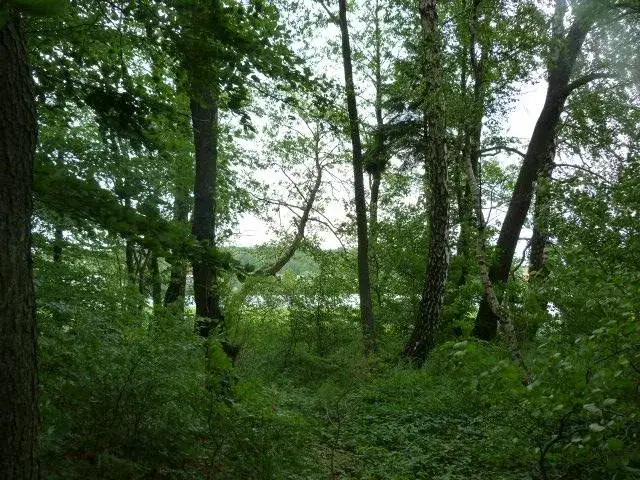 Rezerwat przyrody Ostrzycki Las: tajemnice fauny i flory czekają