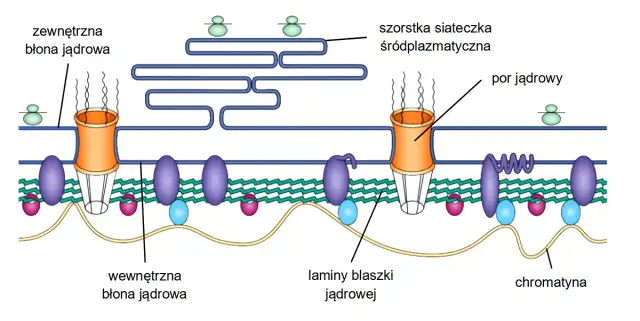 Co to jest komórka w biologii? Zrozumienie podstaw życia i funkcji
