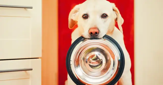 O której godzinie szczeniak powinien jeść ostatni posiłek, aby uniknąć problemów?