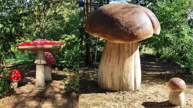 Gdzie na grzyby z noclegiem? Odkryj najlepsze miejsca w Polsce