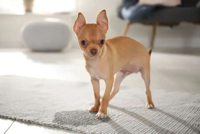Mały, rudy szczeniak chihuahua stoi na dywaniku. Wygląda, jakby miał zaraz coś zrobić, może nawet szczeniak sika co 10 minut.
