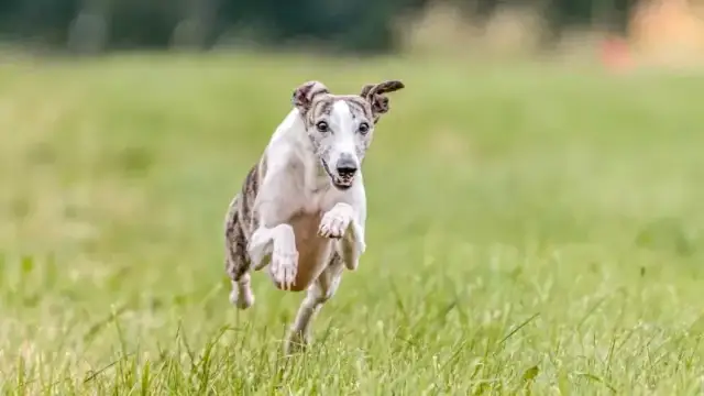 Jak szybko biega chart? Odkryj jego niesamowite prędkości