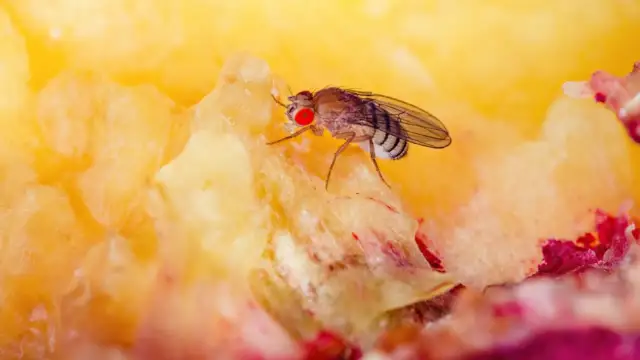 Muszki owocówki: Szybko i skutecznie pozbądź się plagi z kuchni