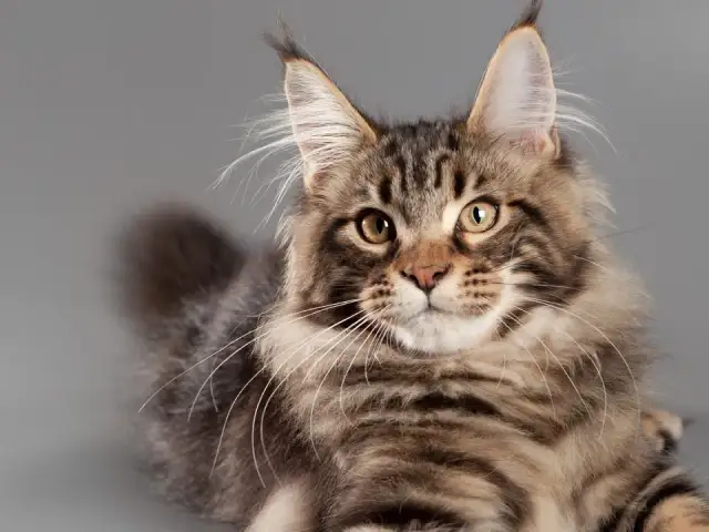 Co na sierść dla kota: kluczowe składniki dla zdrowego futra