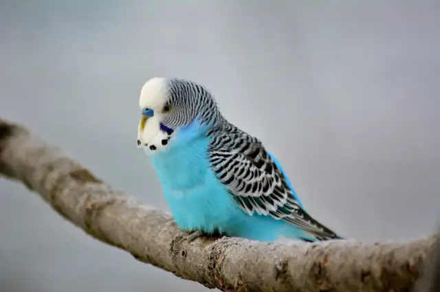 Jak rozpoznać wiek papugi falistej? Oczy i woskówka to klucz!