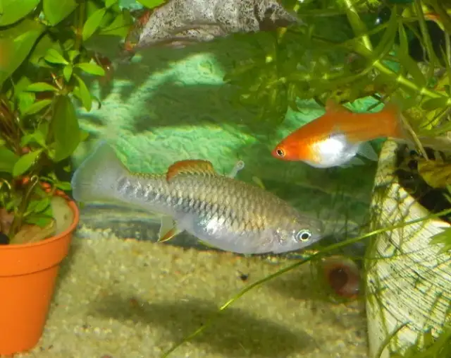 Ile trwa ciąża u rybek akwariowych? Poznaj różnice między gatunkami