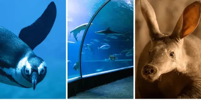 Oceanarium w Wiedniu: Fascynujące atrakcje i ciekawe zwierzęta